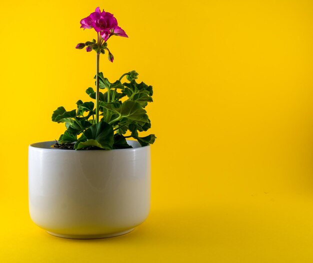 Géranium rouge isolé dans un vase blanc