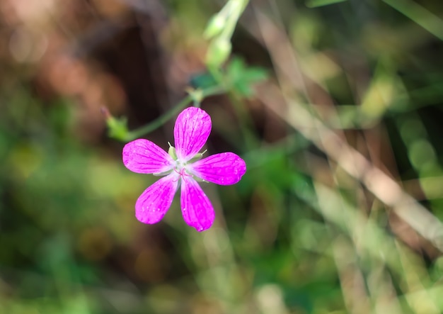 Geranium wallichianum plante à fleurs sur prairie d'été