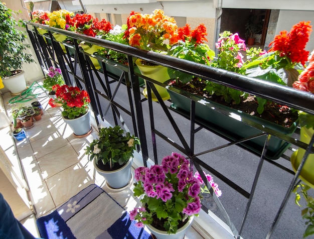 Géraniums et autres belles fleurs en pots sur un balcon ensoleillé à Athènes Grèce