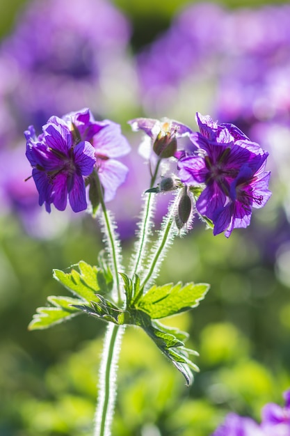 Géraniums en fleurs dans le jardin