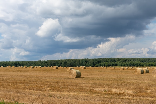 Gerbe de paille dans le champ. paysage de village