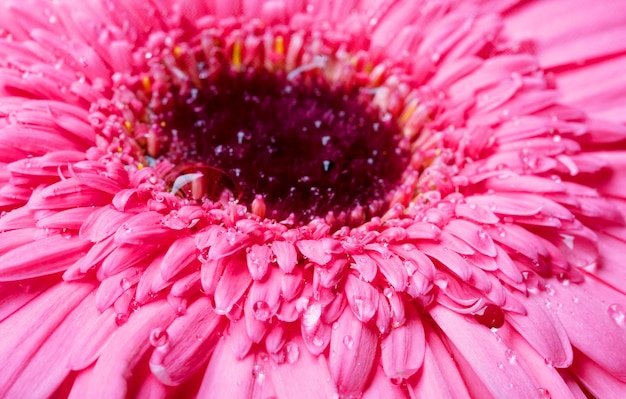 Gerber rose avec goutte d'eau