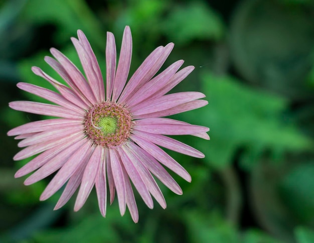 Gerbera barberton marguerite belle fleur