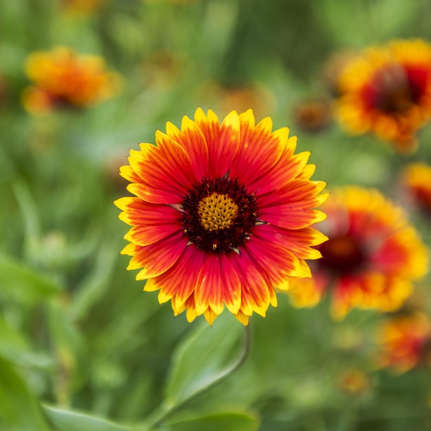 Le gerbera est une espèce largement cultivée