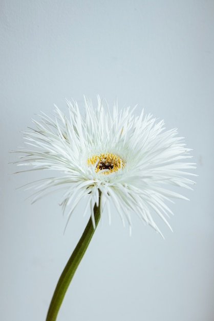 Gerbera fleur blanche sur fond gris vue rapprochée macro