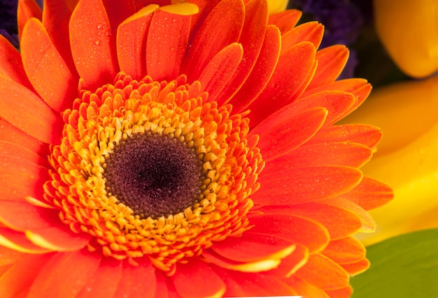 Gerbera fleur gros plan isolé sur fond blanc