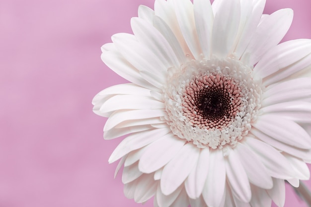 Gerbera fleur naturelle sur fond rose