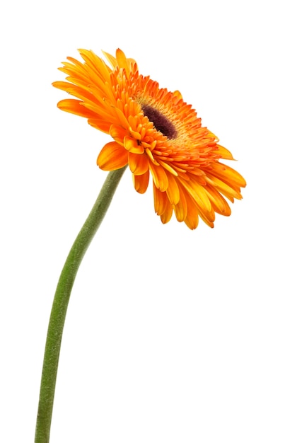 Gerbera fleur orange isolé sur fond blanc