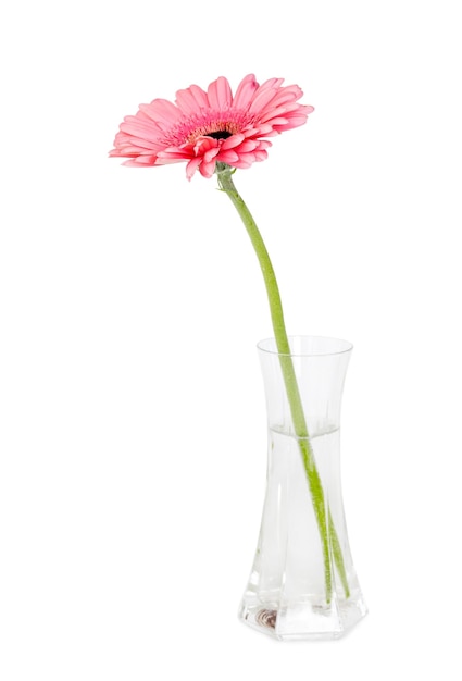 Gerbera fleur rose dans un vase en verre isolé sur fond blanc