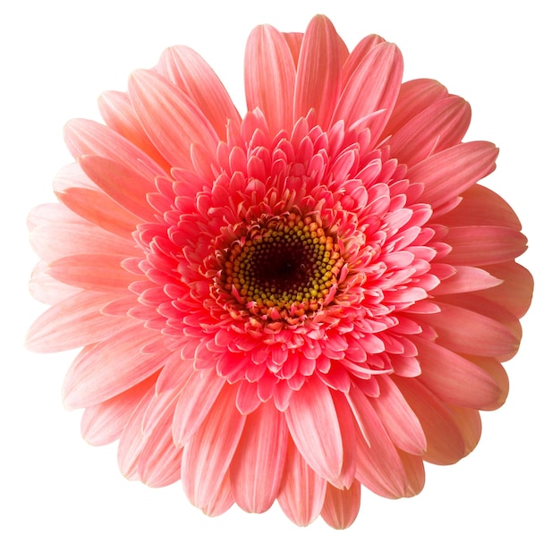 Gerbera fleur rose isolé sur fond blanc