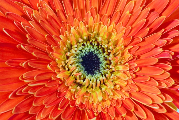 Gerbera fleur rouge isolé sur fond blanc