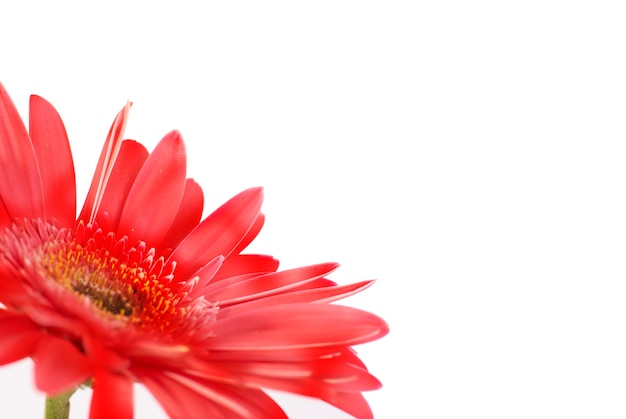 Gerbera fleur rouge isolé sur fond blanc