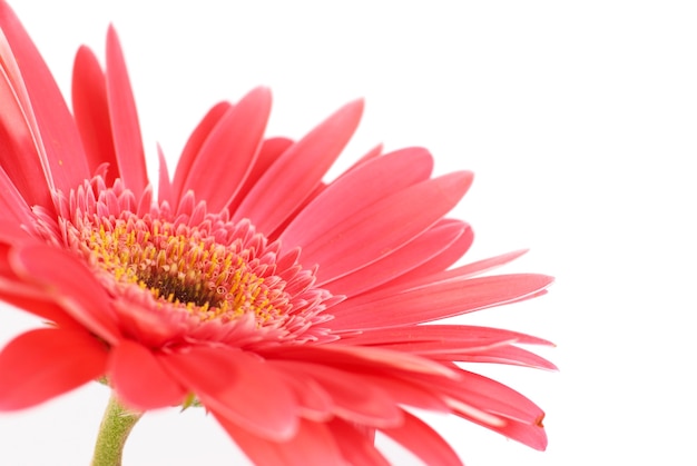 Gerbera fleur rouge isolé