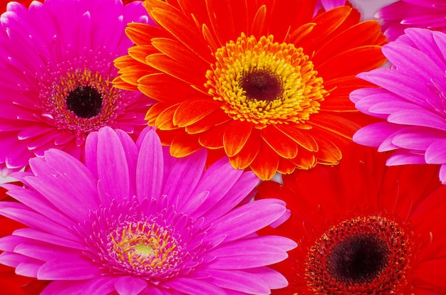 Gerbera Fleur