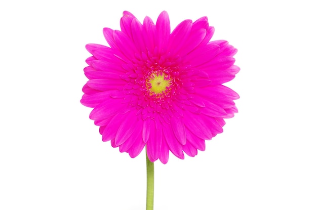 Gerbera Fleur