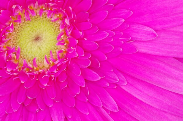 Gerbera Fleur