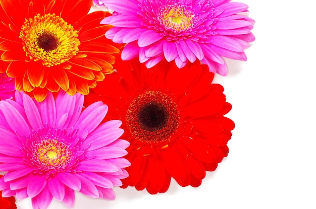 Gerbera Fleur