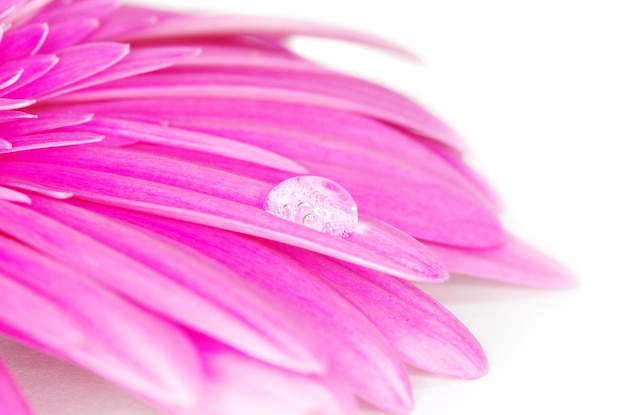 Gerbera Fleur