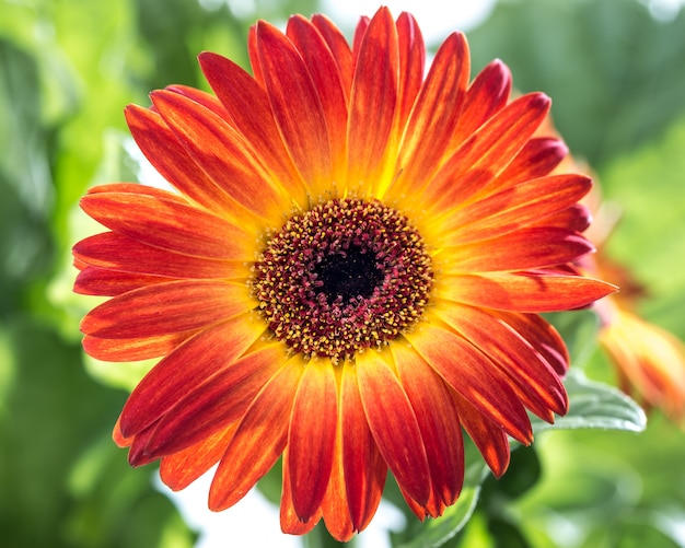 Gerbera Flower Background et Printemps