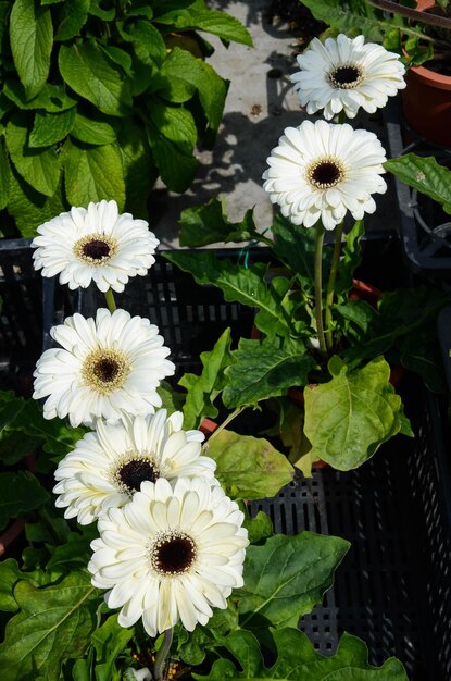 Gerbera jamesoniiTransvaal Daisy