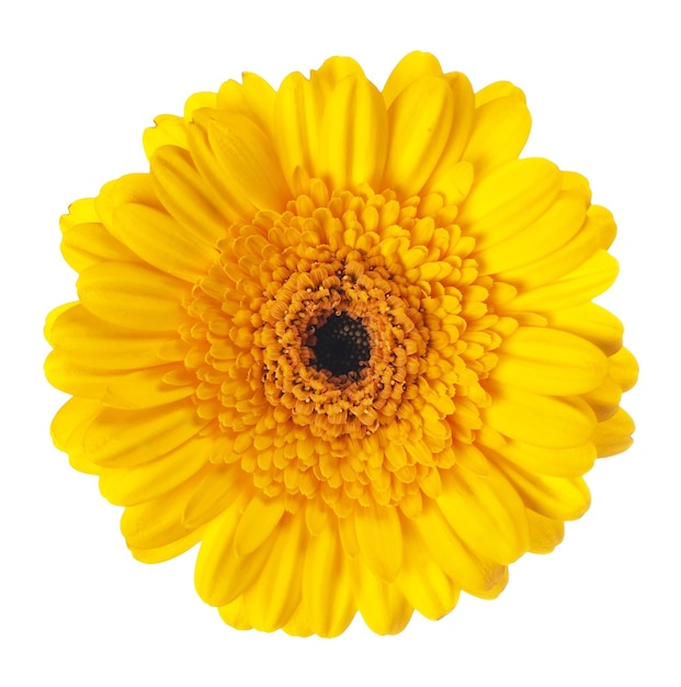 Gerbera jaune isolé sur fond blanc fleur de gerbera close up