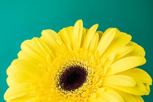 Gerbera jaune vif sur fond vert.