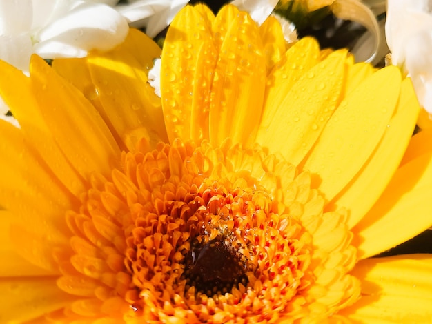 Gerbera jauneCouleurs pastel bouquet de mariage arrière-planbeaucoup de chrysanthèmesArrière-plan floralMise au point sélectiveRevente de fleurs Bouquet comme cadeau temps ensoleillé