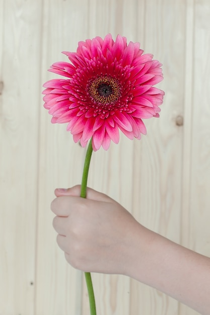 Gerbera orange dans la main d'une femme.