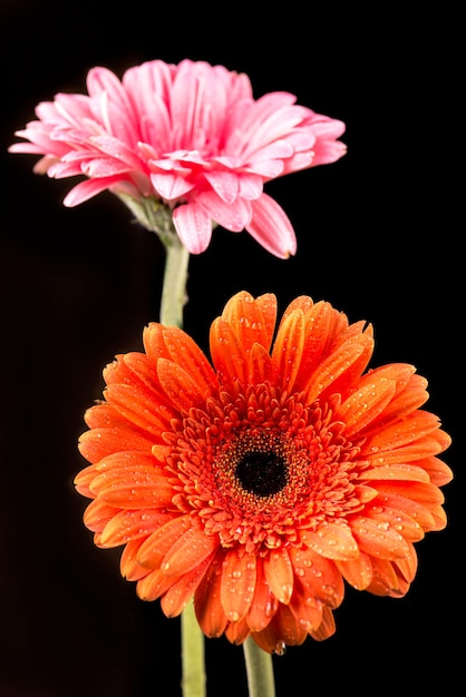 Gerbera orange et rose isolé sur fond noir