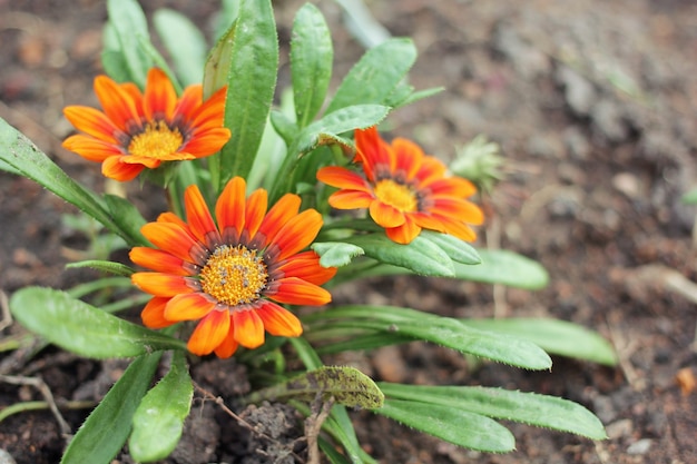 Gerbera planté sur le sol