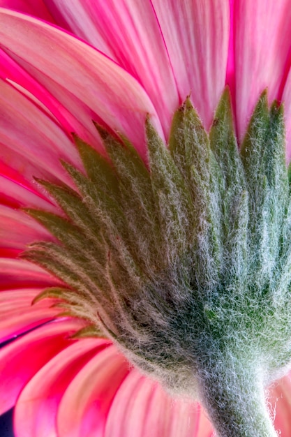 Gerbera rose (Asteraceae)