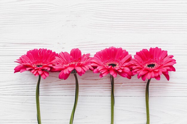 Gerbera rose sur fond en bois blanc plat poser avec un espace pour le texte Maquette de carte de voeux florale lumineuse Invitation de mariage bonne fête des mères ou concept de la Saint-Valentin