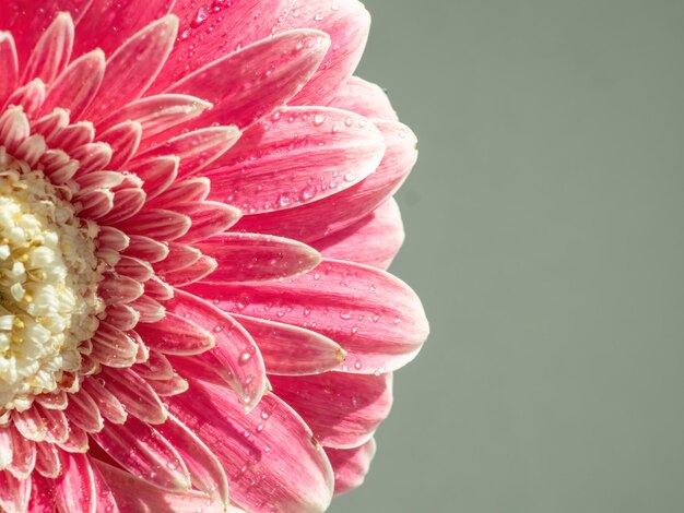 Photo gerbera rose en gros plan pour les macro pétales de fleurs de fond naturel