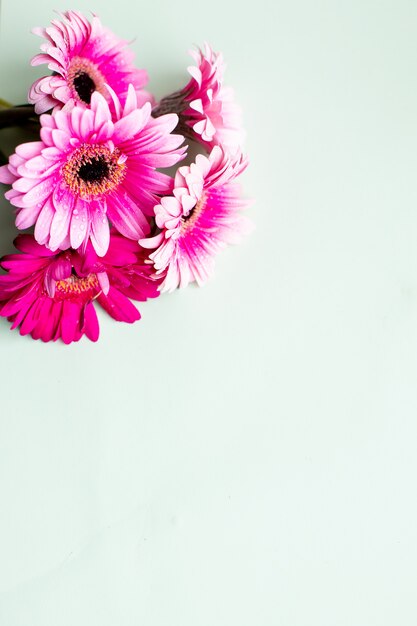 Gerbera rose marguerite, mur pour la Saint Valentin, anniversaire, anniversaire ou carte de voeux floral.Joyeuse carte de voeux de fête des mères avec espace copie, fleurs de camomille