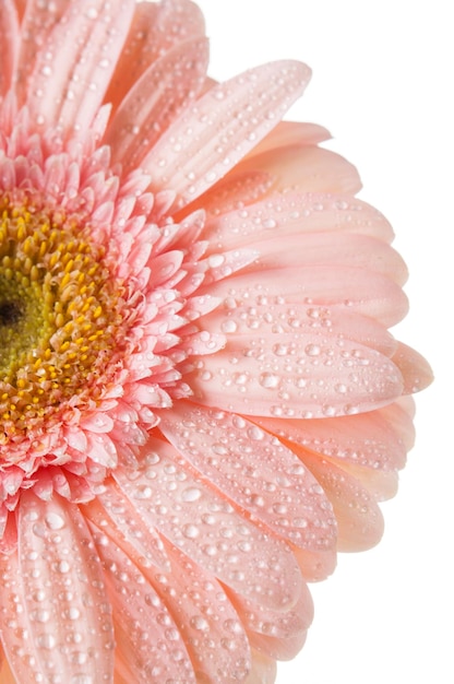 Un gerbera rose