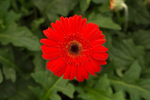 Gerbera rouge fleur de marguerite sur fond de feuilles vertes floues