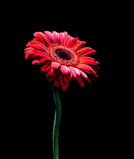 Gerbera rouge sur fond noir.