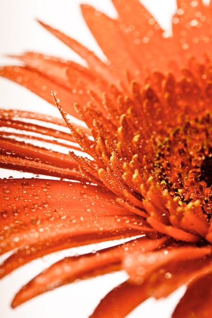 Gerbera rouge avec des gouttes d'eau isolé sur blanc gros plan