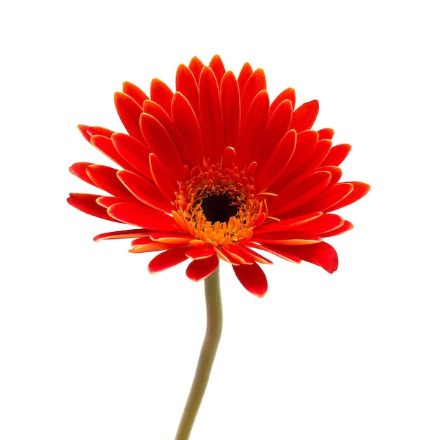 Gerbera rouge isolé sur fond blanc