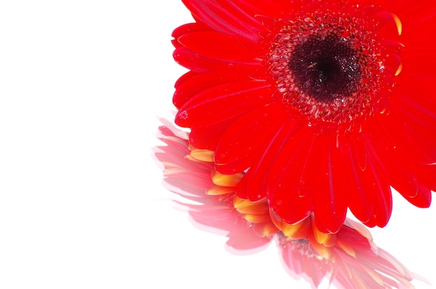 Gerbera rouge