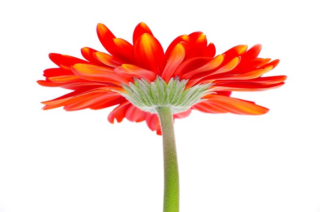 Gerbera rouge