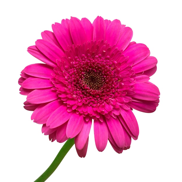 Gerbera violet fleur isolé sur fond blanc