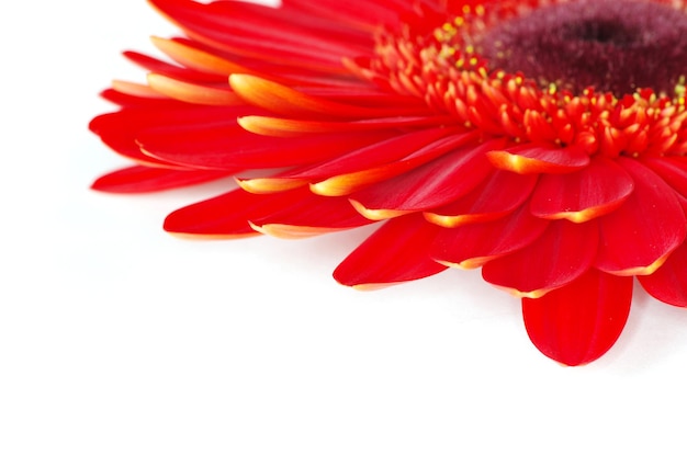 Gerbera