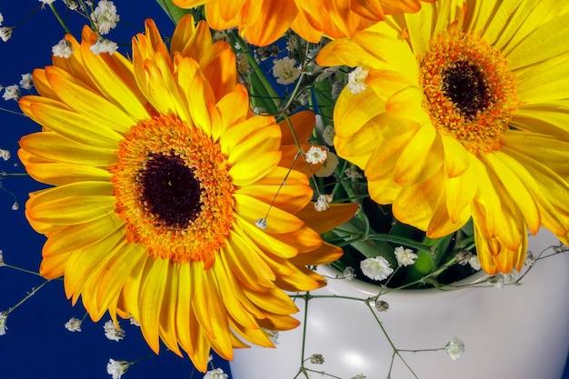 Gerberas dorés (Astéracées)