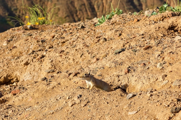 Gerbille jetant un coup d'œil hors de son trou, la nature et les animaux du Kazakhstan