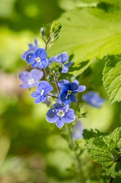 Germander Speedwell (Veronica chamaedrys) poussant au printemps dans le Sussex