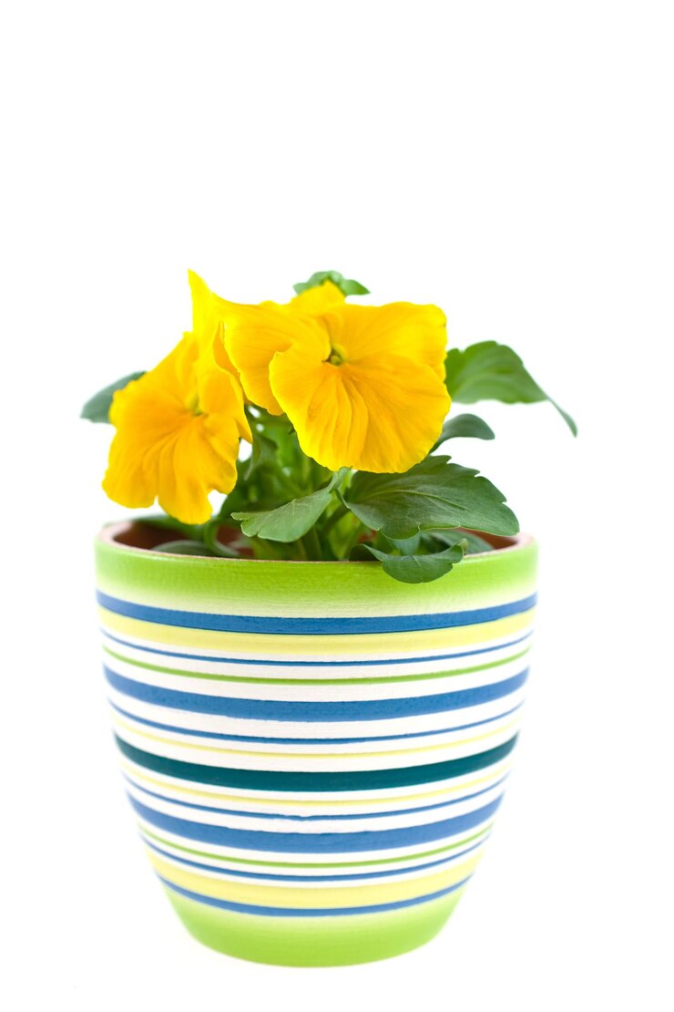 Photo germe de pansy jaune dans un pot en céramique