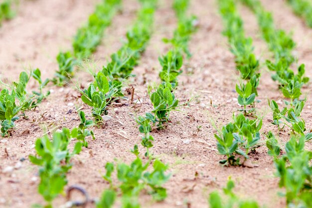 Germe de pois au printemps