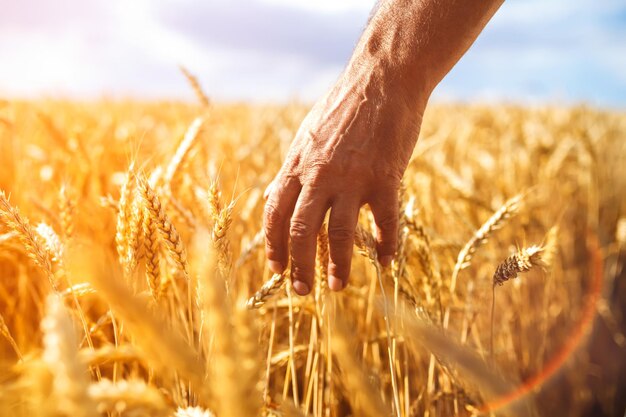 Germes de blé dans la main d'un agriculteur