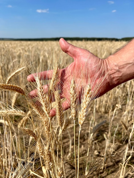 Photo germes de blé dans la main d'un agriculteur